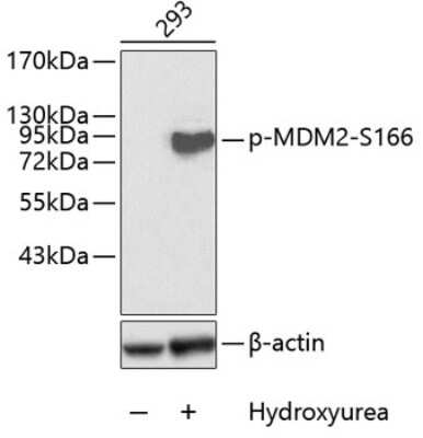 Western Blot: MDM2/HDM2 [p Ser166] Antibody [NBP3-05384] - Western blot analysis of extracts of 293 cells, using MDM2/HDM2 antibody (NBP3-05384). 293 cells were treated by Hydroxyurea (4mM) for 20 hours. Secondary antibody: HRP Goat Anti-Rabbit IgG (H+L) at 1:10000 dilution. Lysates/proteins: 25ug per lane. Blocking buffer: 3% BSA.